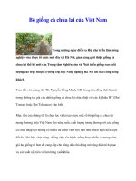 Bộ giống cà chua lai của Việt Nam pot