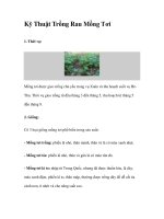 Kỹ Thuật Trồng Rau Mồng Tơi doc
