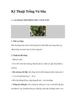 Kỹ Thuật Trồng Vú Sữa pptx