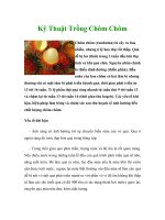 Kỹ Thuật Trồng Chôm Chôm pot