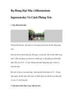 Bọ Hung Hại Mía (Allissonotum Inpressicola) Và Cách Phòng Trừ pot