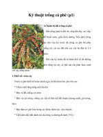 Kỹ thuật trồng cà phê (p1) doc