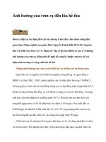 Ảnh hưởng của rơm rạ đến lúa hè thu pdf