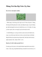 Phòng Trừ Sâu Hại Trên Cây Dưa pot