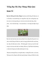 Trồng Bạc Hà (Dọc Mùng) Hiệu Quả Kinh Tế ppt