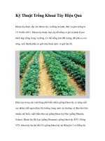 Kỹ Thuật Trồng Khoai Tây Hiệu Quả pptx
