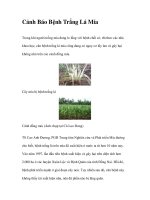 Cảnh Báo Bệnh Trắng Lá Mía pdf