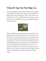 Trồng Me Ngọt Cho Thu Nhập Cao pdf