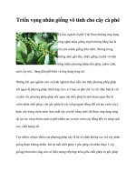 Triển vọng nhân giống vô tính cho cây cà phê pot