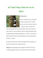 Kỹ Thuật Trồng, Chăm Sóc Cao Su Phần 7 potx