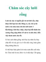 Chăm sóc cây lưỡi rồng docx