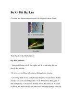 Bọ Xít Dài Hại Lúa doc