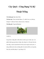 Cây Quýt - Công Dụng Và Kỹ Thuật Trồng pot