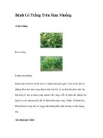 Bệnh Gỉ Trắng Trên Rau Muống potx