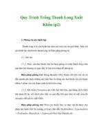 Quy Trình Trồng Thanh Long Xuất Khẩu (p2) pptx