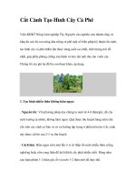 Cắt Cành Tạo Hình Cây Cà Phê pdf