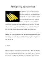 Kỹ thuật trồng bắp thu trái non potx