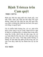 Bệnh Tristeza trên Cam quýt pot