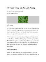 Kỹ Thuật Trồng Cải Xa Lách Xoong pot