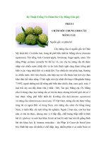 Kỹ Thuật Trồng Và Chăm Sóc Cây Mãng Cầu (p1) pot