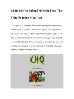 Chăm Sóc Và Phòng Trừ Bệnh Thán Thư Trên Ớt Trong Mùa Mưa potx