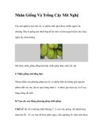 Nhân Giống Và Trồng Cây Mít Nghệ ppt