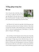 Trồng gừng trong bao lãi cao docx