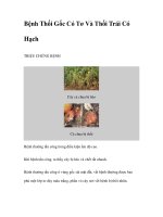 Bệnh Thối Gốc Có Tơ Và Thối Trái Có Hạch doc