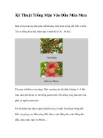 Kỹ Thuật Trồng Mận Vào Đầu Mùa Mưa ppt