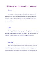 Kỷ thuật trồng và chăm sóc cây măng cụt doc