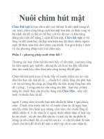 Nuôi chim hút mật pptx