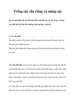 Trồng cây sầu riêng và măng cụt potx