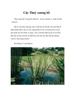 Cây Thuỷ xương bồ docx