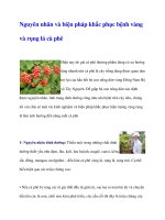 Nguyên nhân và biện pháp khắc phục bệnh vàng và rụng lá cà phê pptx