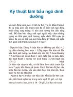 Kỹ thuật làm bầu ngô dinh dưỡng pptx