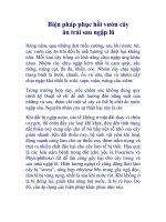 Biện pháp phục hồi vườn cây ăn trái sau ngập lũ doc