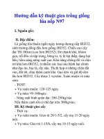 Hướng dẫn kỹ thuật gieo trồng giống lúa nếp N97 doc