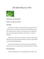 Kỹ thuật trồng cây Trôm pdf