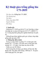 Kỹ thuật gieo trồng giống lúa C71-2035 ppt