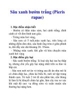 Sâu xanh bướm trắng (Pieris rapae) ppt