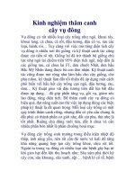 Kinh nghiệm thâm canh cây vụ đông potx