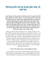 Những tiến bộ kỹ thuật gần đây về cây lúa potx