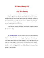 Kinh nghiệm ghép cây Hoa Trang docx