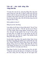 Lúa sỏi - cứu cánh nông dân vùng tôm lúa potx