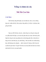 Trồng và chăm sóc cây Mít Mơ Cao Sản docx
