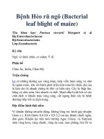 Bệnh Héo rũ ngô (Bacterial leaf blight of maize) ppt