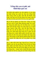 Trồng tiêu xen cà phê, mô hình hiệu quả cao doc