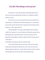 Cây Bát Tiên không ra hoa tại sao? doc