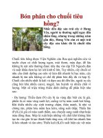 Bón phân cho chuối tiêu hồng? doc
