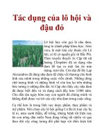 Tác dụng của lô hội và đậu đỏ pot